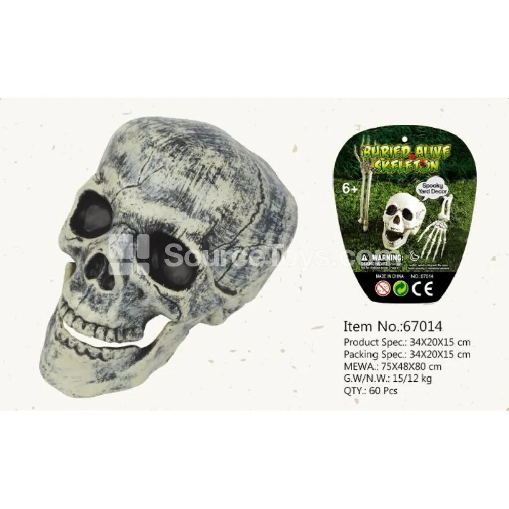1:1 Human Skull Model