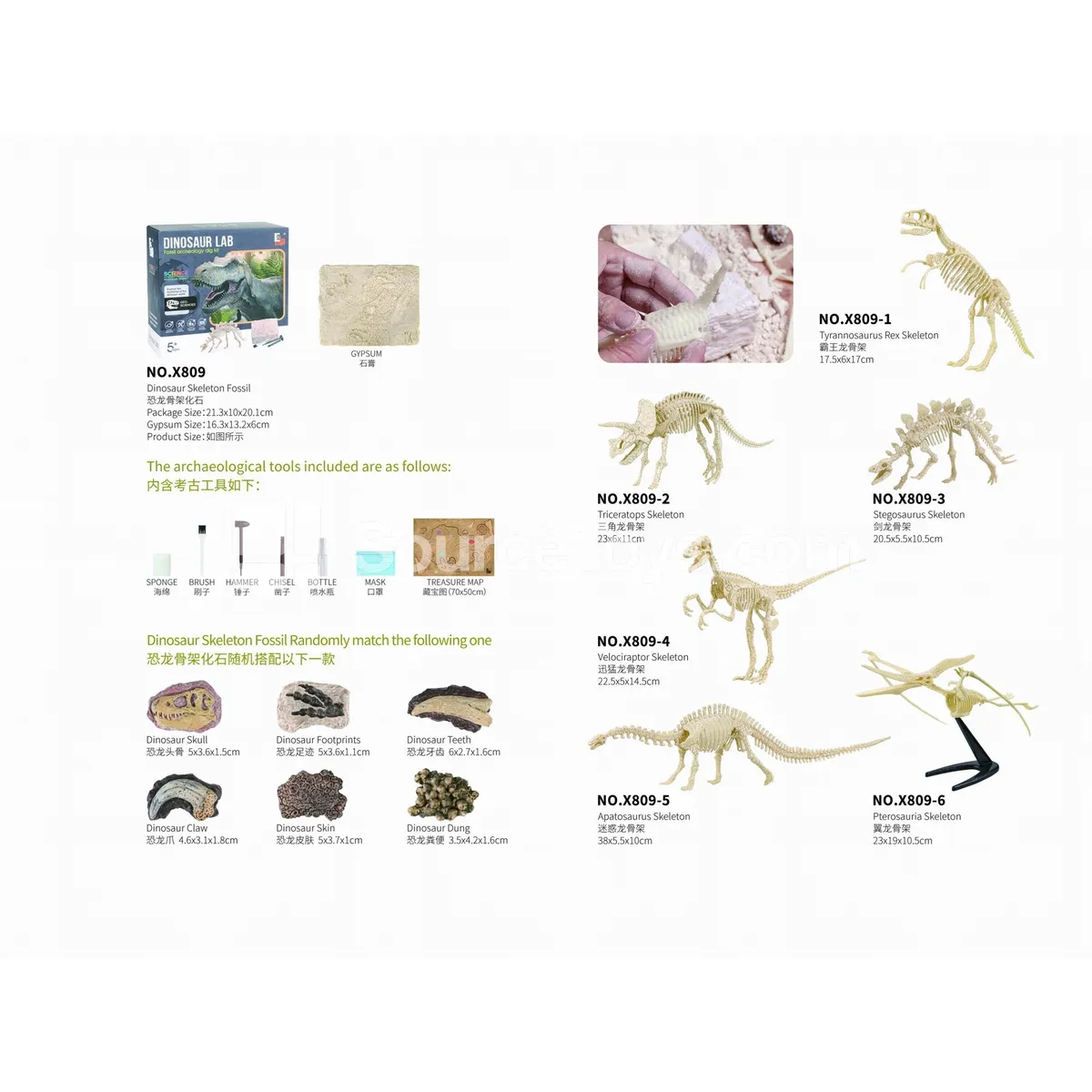 Dinosaur Skeleton Fossil Model Dinosaur Skeleton Fossil Model