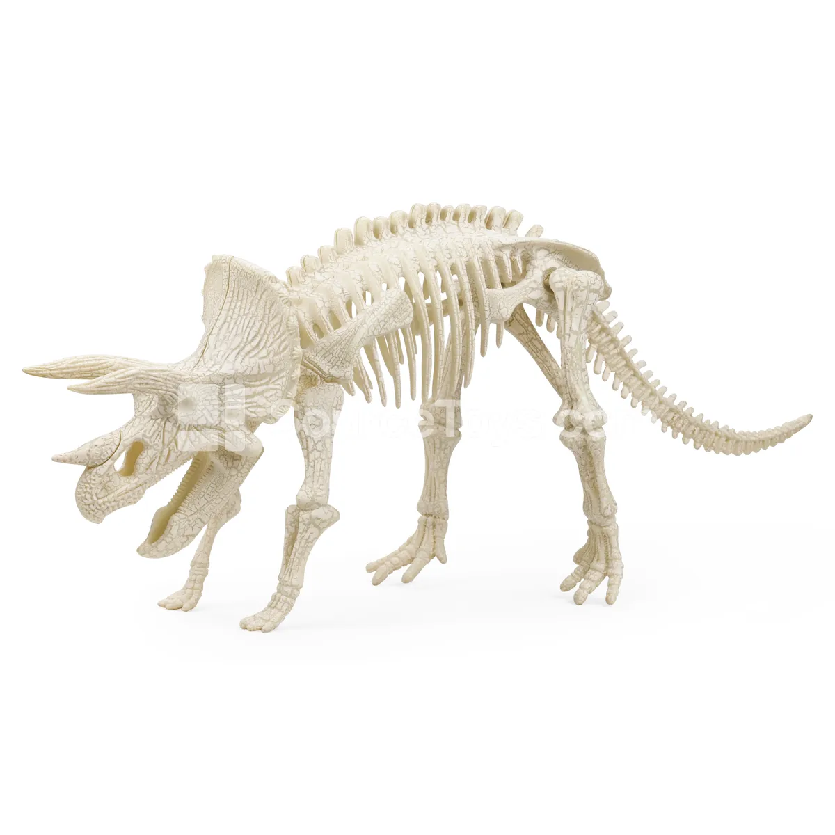Assembly Large Triceratops Fossil Assembly Large Triceratops Fossil